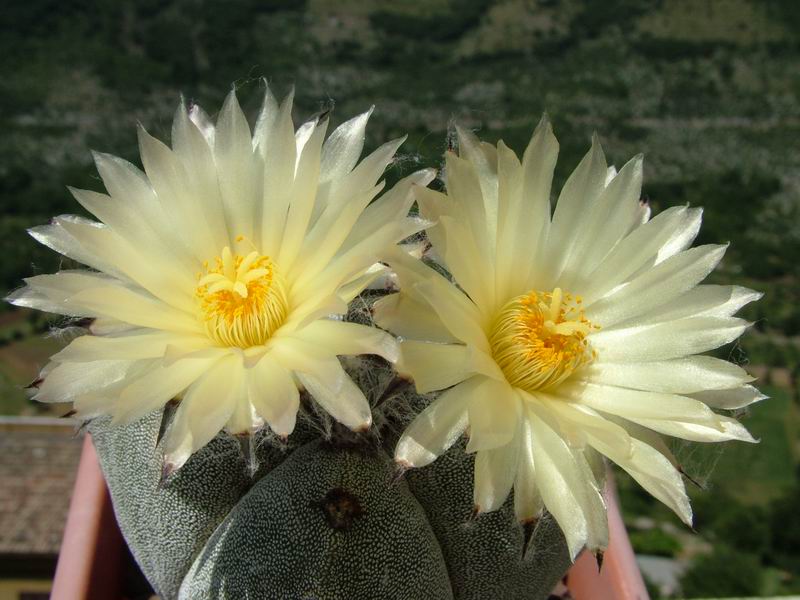 Astrophytum myriostigma v. quadricostatum 