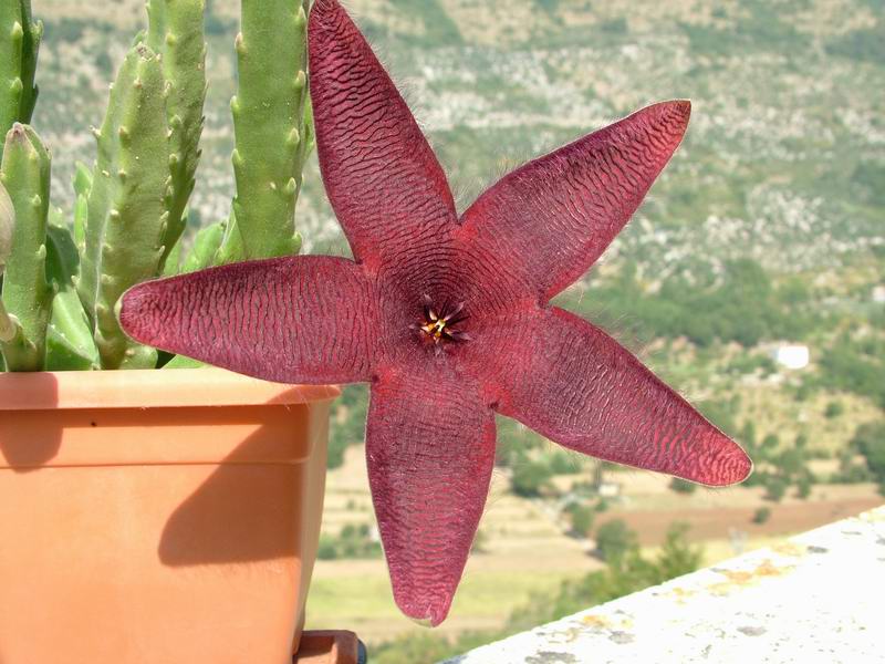 Stapelia grandiflora 