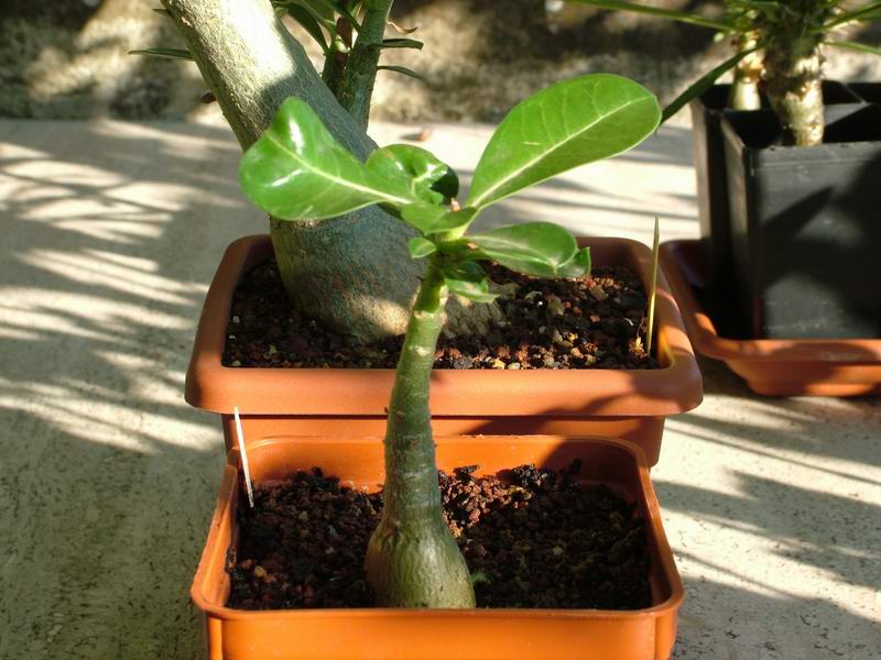 Adenium obesum 