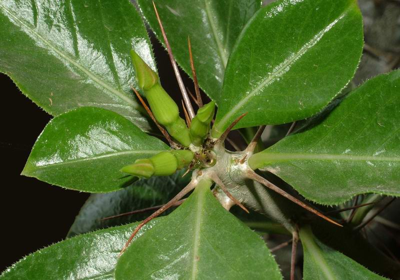 Pachypodium saundersii 