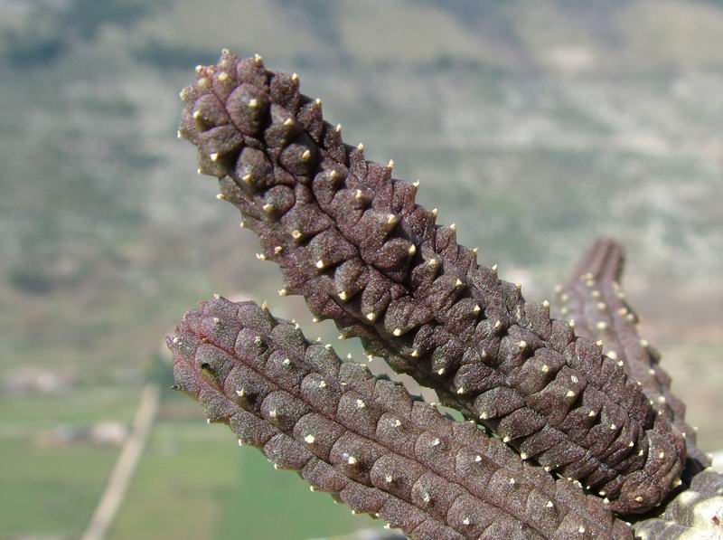 Echidnopsis cereiformis 