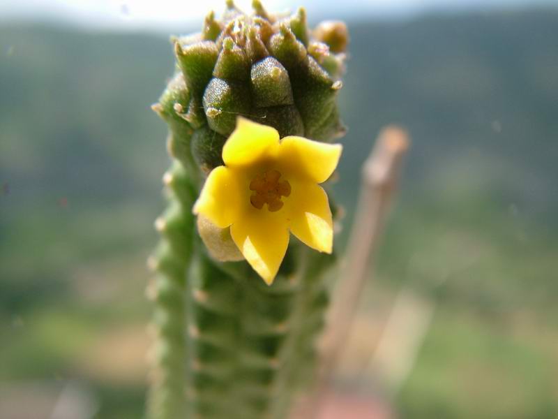Echidnopsis cereiformis 