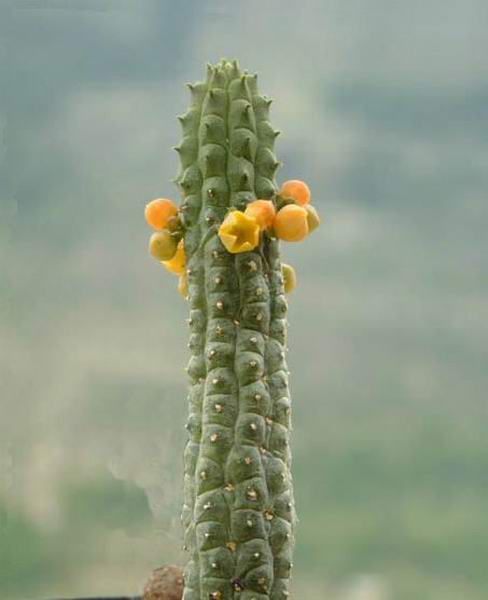 Echidnopsis cereiformis 