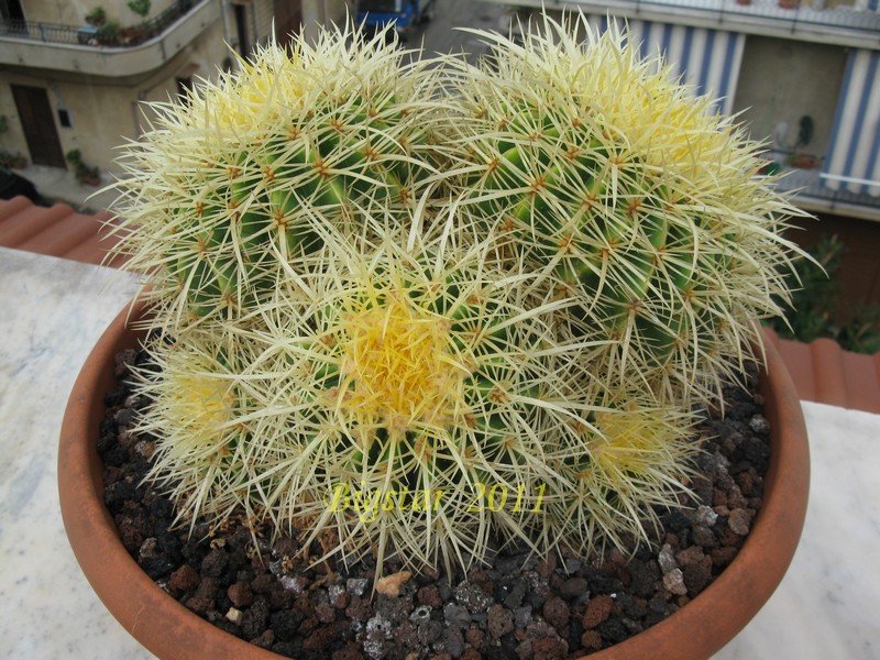 Echinocactus grusonii 