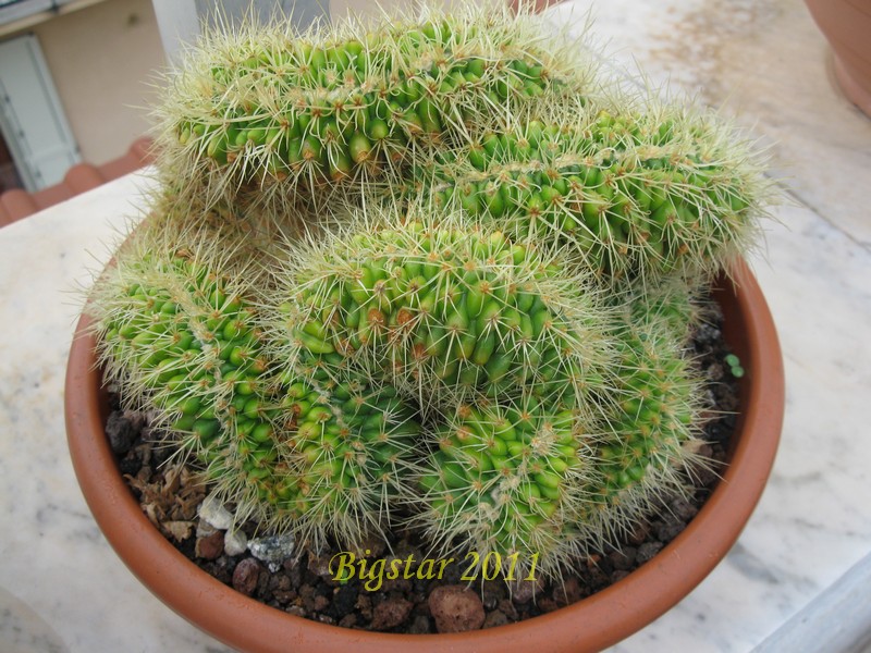 Echinocactus grusonii f. cristatus 