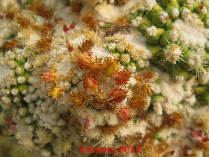Echinocactus grusonii v. inermis f. monstruosus 