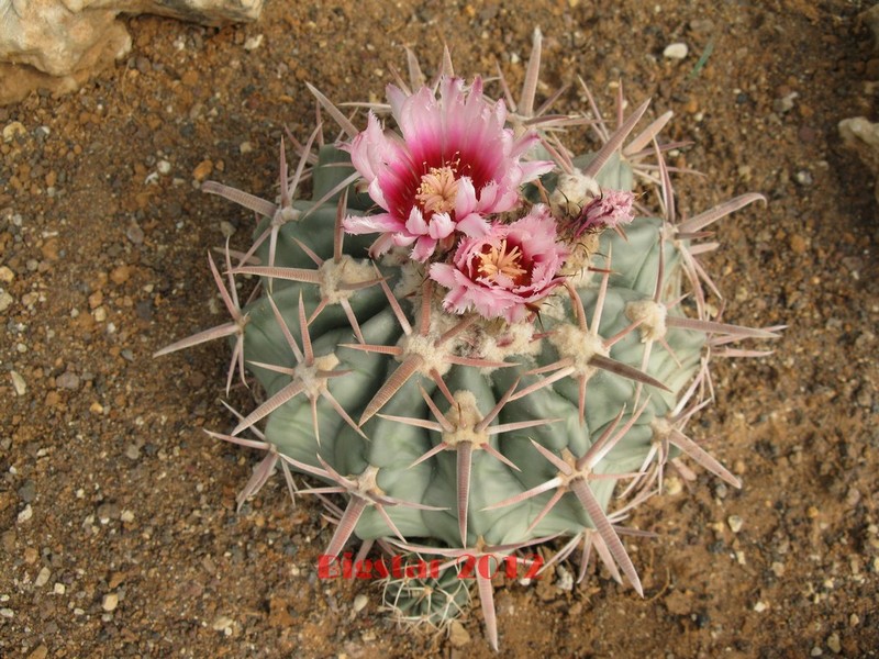 Echinocactus texensis 