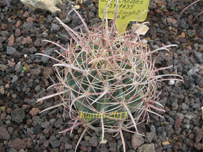 Ferocactus acanthodes DJF 1635