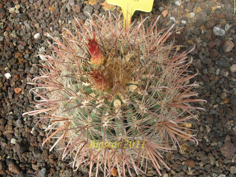 Ferocactus acanthodes v. lecontei 
