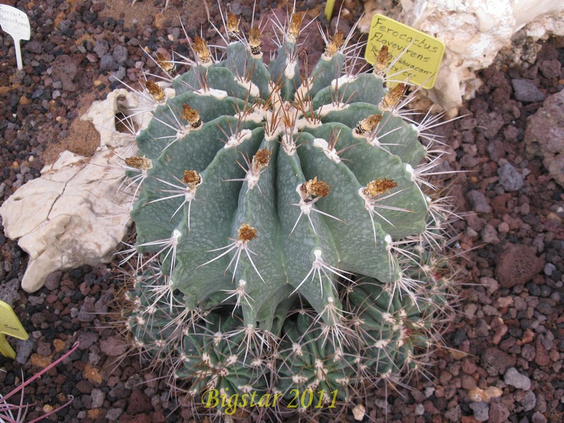 Ferocactus flavovirens 