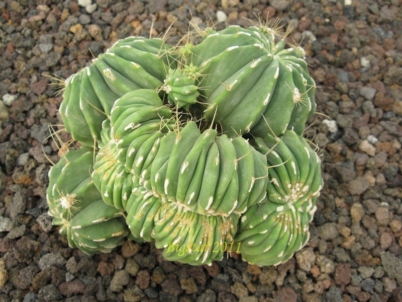 Ferocactus glaucescens v. inermis f. cristatus 