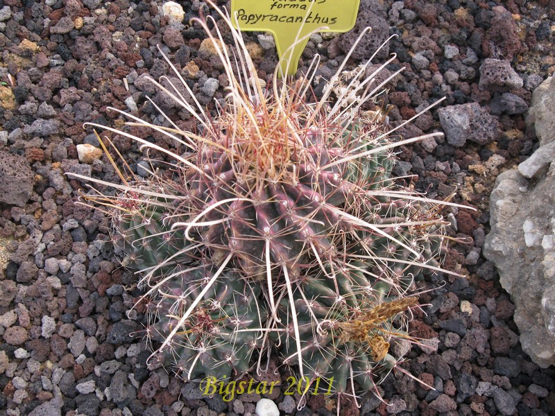 Ferocactus hamatacanthus v. papyracanthus 