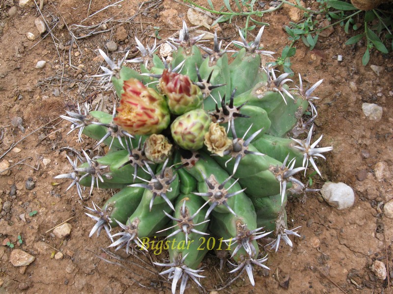 Ferocactus horridus v. brevispinus f. monstruosus 