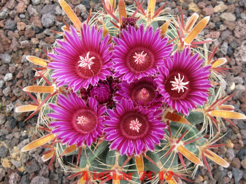 Ferocactus latispinus 