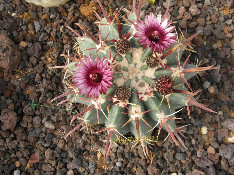 Ferocactus latispinus v. spiralis FO 68