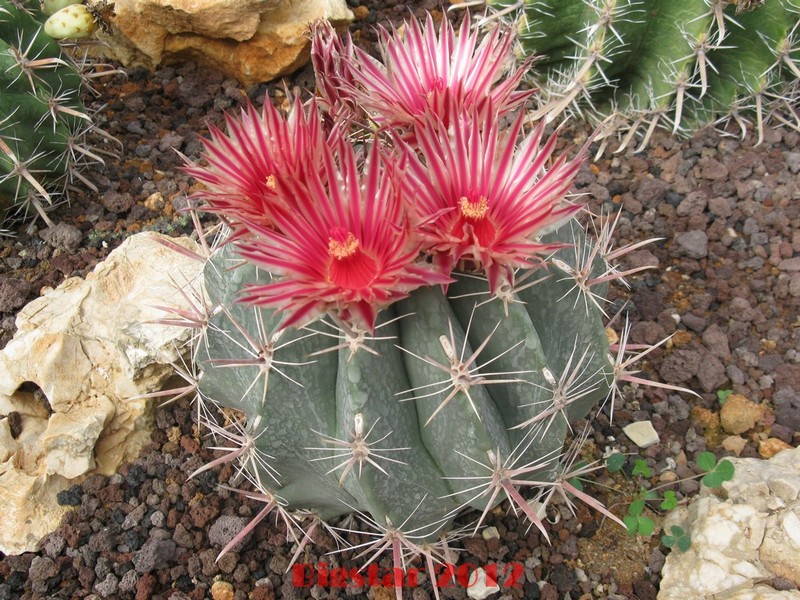 ferocactus peninsulae ssp. townsendianus