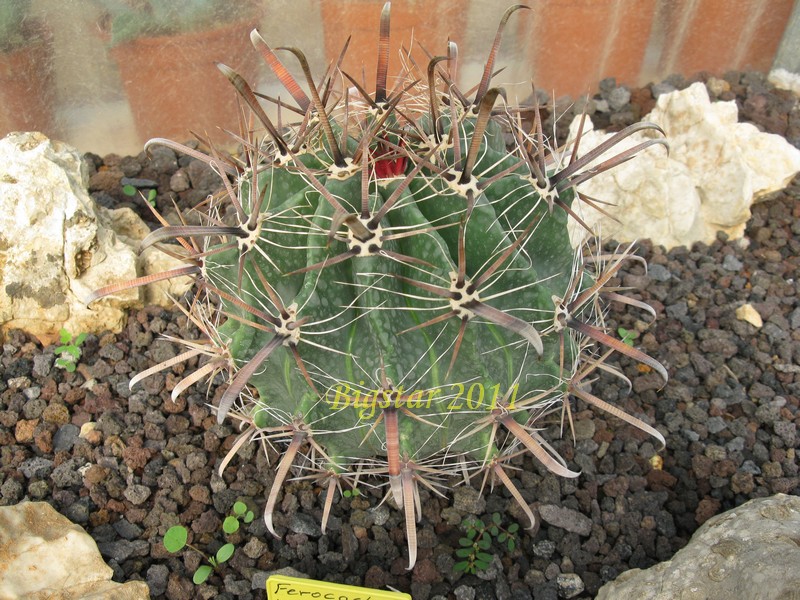 Ferocactus wislizeni v. herrerae RAP 13