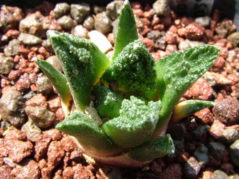 Ariocarpus fissuratus v. hintonii 