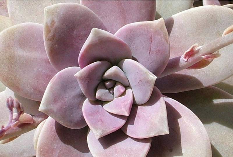 Graptopetalum superbum 