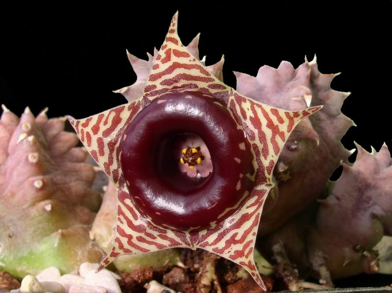 Huernia zebrina 