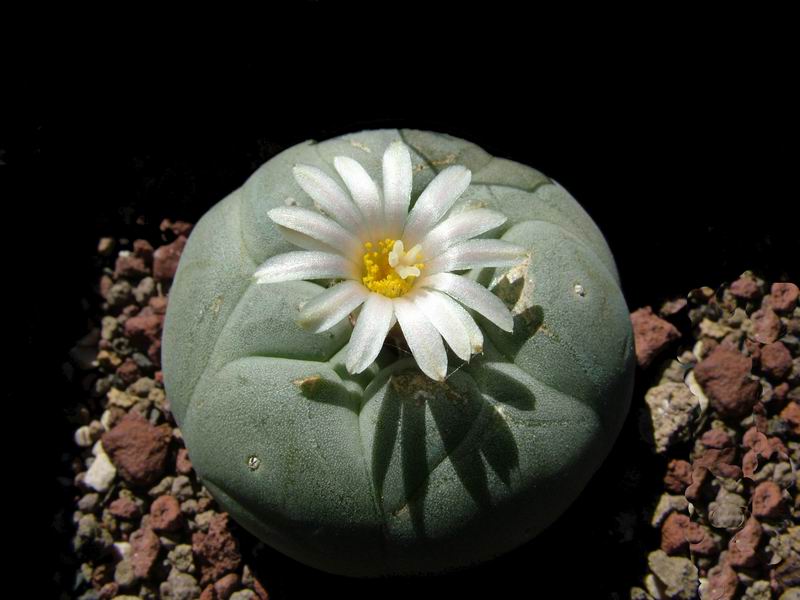 Lophophora diffusa 