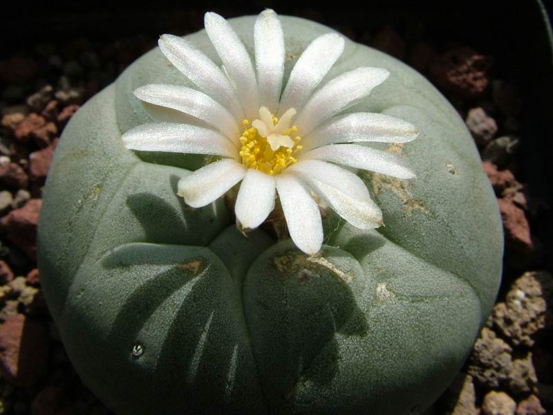 Lophophora diffusa 