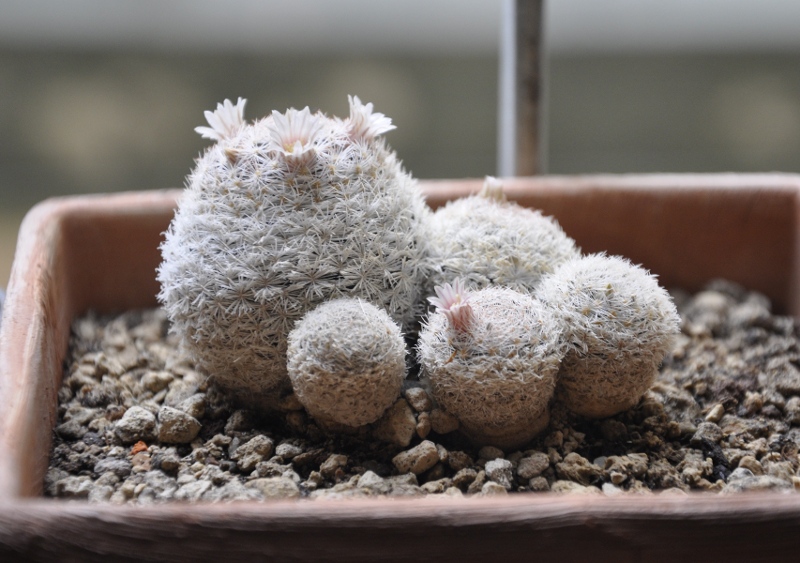 Mammillaria lasiacantha ROG 018