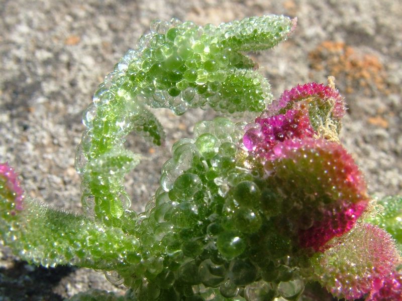 Mesembryanthemum crystallinum 