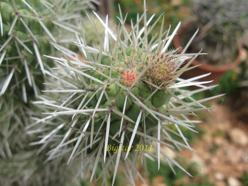 Opuntia bigelovii 