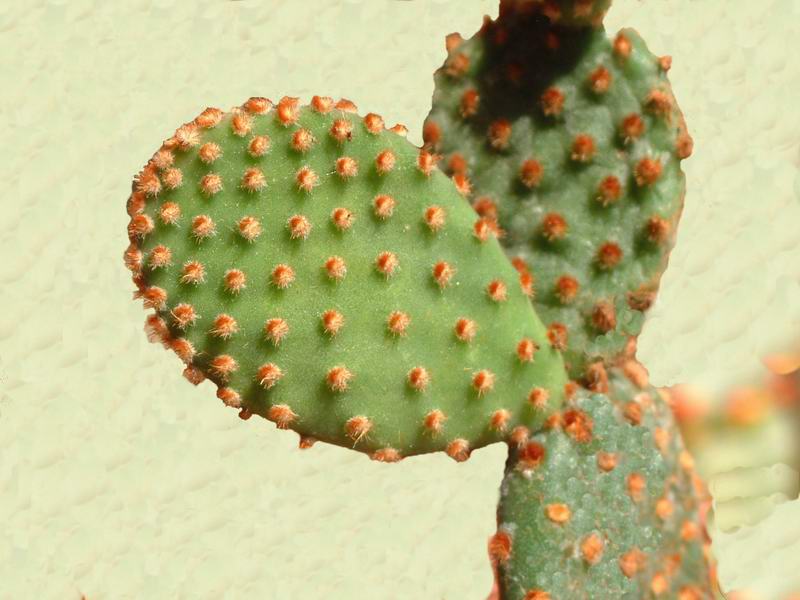 Opuntia microdasys v. rufida 