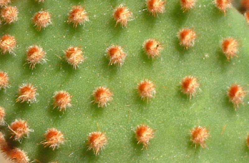 Opuntia microdasys v. rufida 