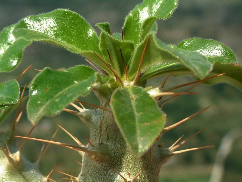 Pachypodium saundersii 