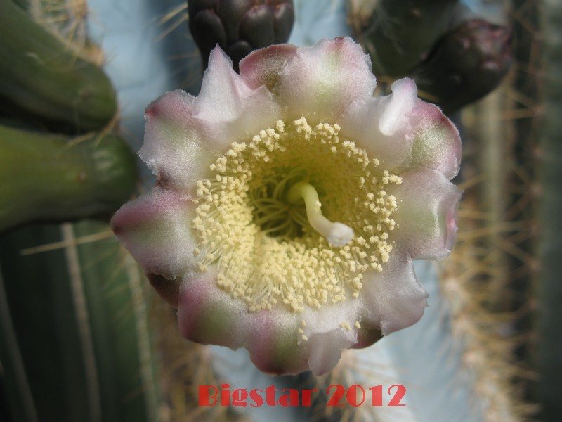 Pilosocereus pachycladus 