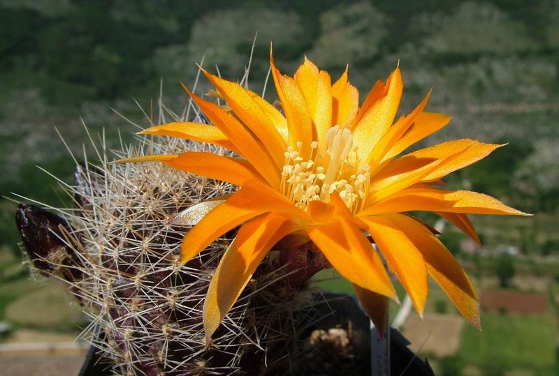 Rebutia einsteinii 