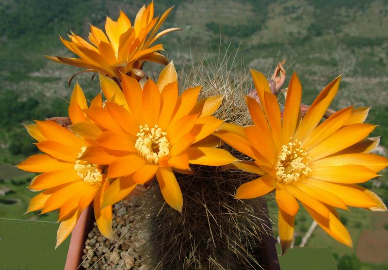 Rebutia einsteinii 