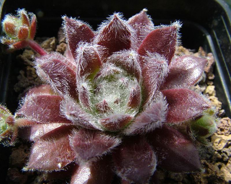 Sempervivum cv. 'rauhreif' 