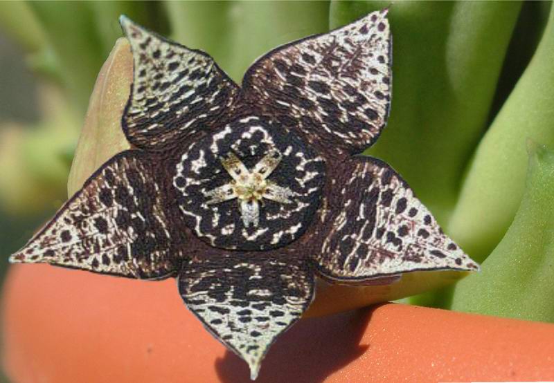 Stapelia variegata 