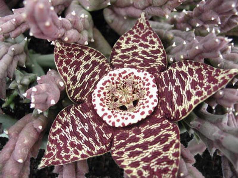 Stapelia variegata 