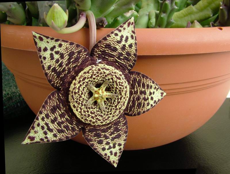 Stapelia variegata 