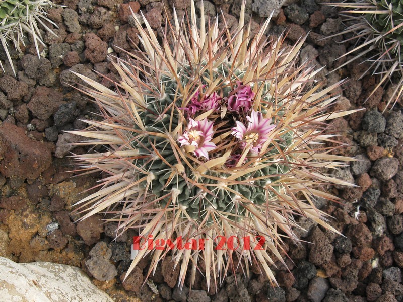 Stenocactus lamellosus 