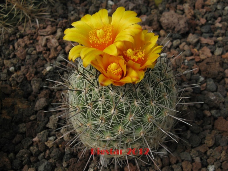 Thelocactus conothelos v. aurantiacus CSD 149