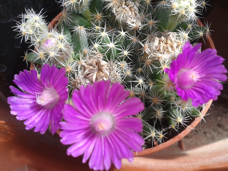 Trichodiadema densum 