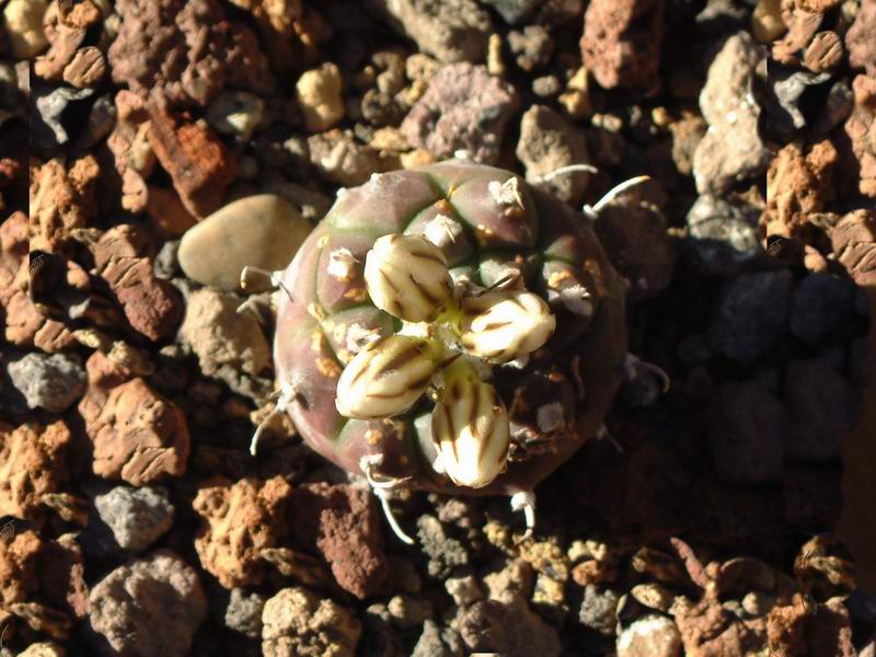 Turbinicarpus schwarzii 