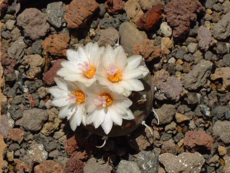 Turbinicarpus schwarzii 