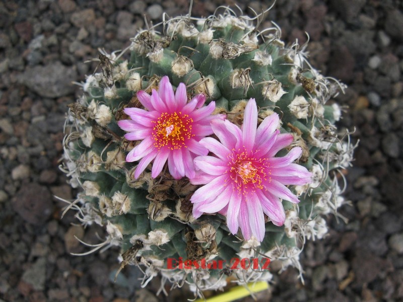 Turbinicarpus alonsoi 