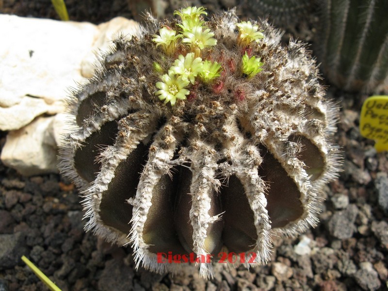 Uebelmannia pectinifera v. horrida 