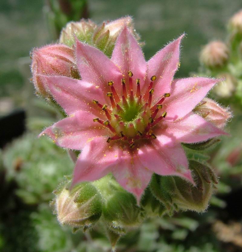 Sempervivum x fauconnetii 