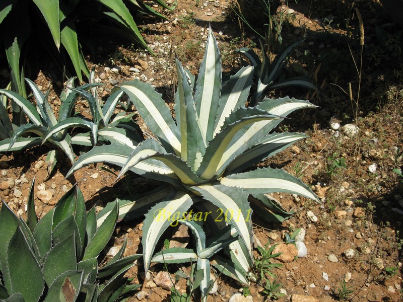 Agave americana cv. medio-picta alba 