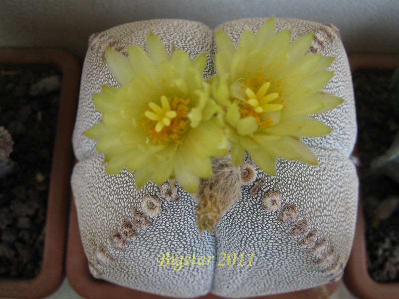 Astrophytum myriostigma f. quadricostatum cv. onzuka 