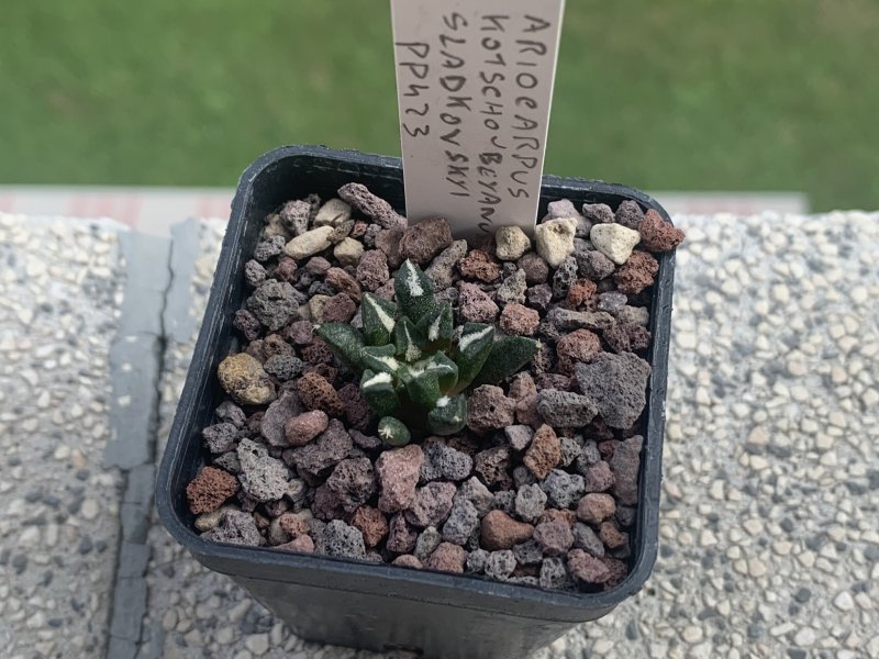 Ariocarpus kotschoubeyanus ssp. sladkovskyi PP423